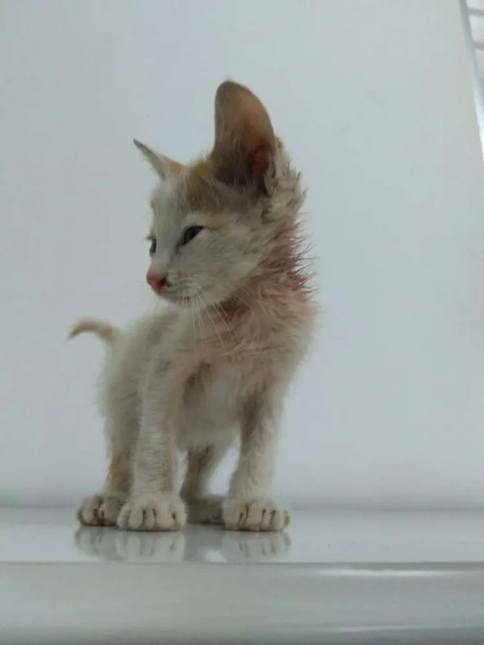 Gato ra a Não definida idade Abaixo de 2 meses nome Fofuxo