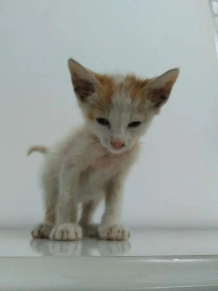 Gato ra a Não definida idade Abaixo de 2 meses nome Fofuxo