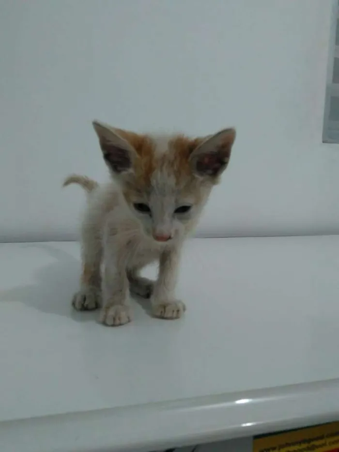 Gato ra a Não definida idade Abaixo de 2 meses nome Fofuxo
