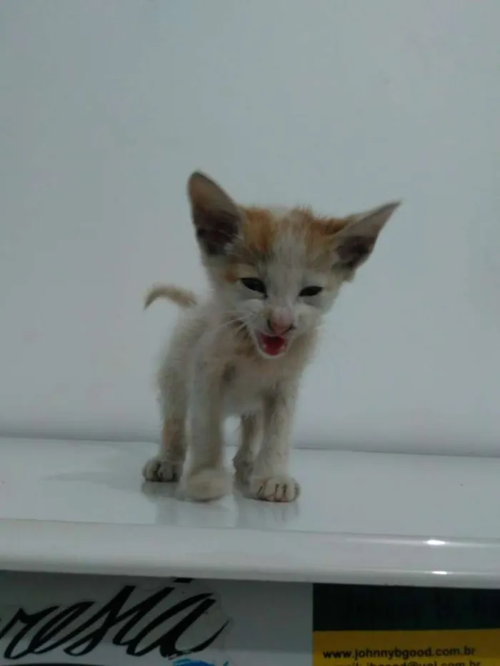 Gato ra a Não definida idade Abaixo de 2 meses nome Fofuxo