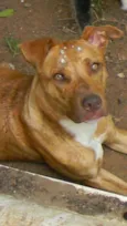 Raika