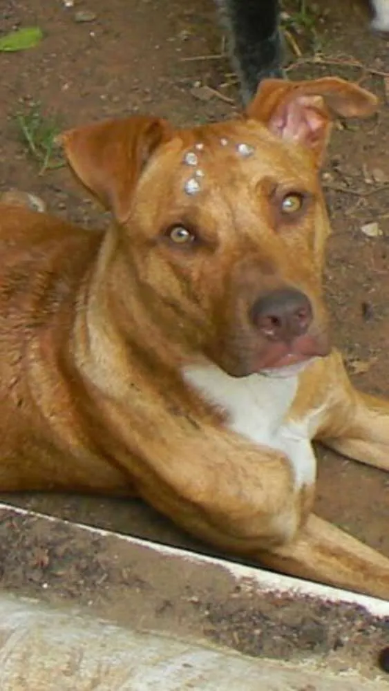 Cachorro ra a Mix de pit idade 1 ano nome Raika