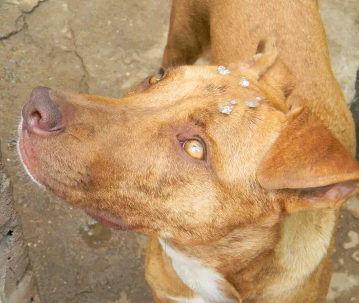 Cachorro ra a Mix de pit idade 1 ano nome Raika