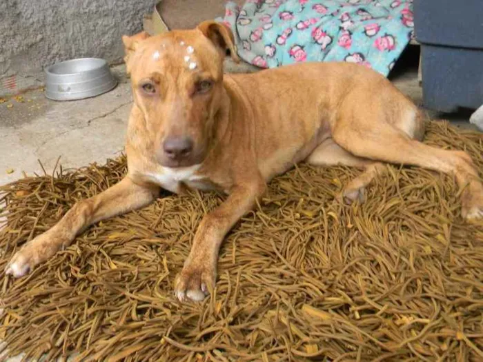 Cachorro ra a Mix de pit idade 1 ano nome Raika