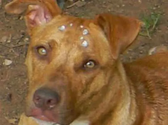 Cachorro ra a Mix de pit idade 1 ano nome Raika