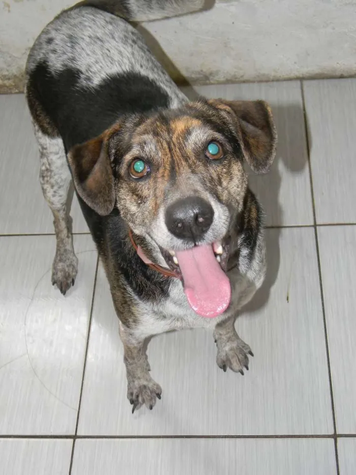 Cachorro ra a Srd idade 4 anos nome Esmeralda