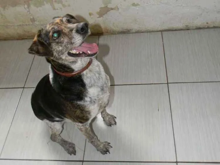 Cachorro ra a Srd idade 4 anos nome Esmeralda