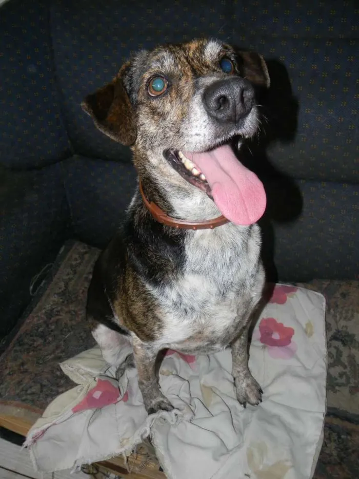 Cachorro ra a Srd idade 4 anos nome Esmeralda