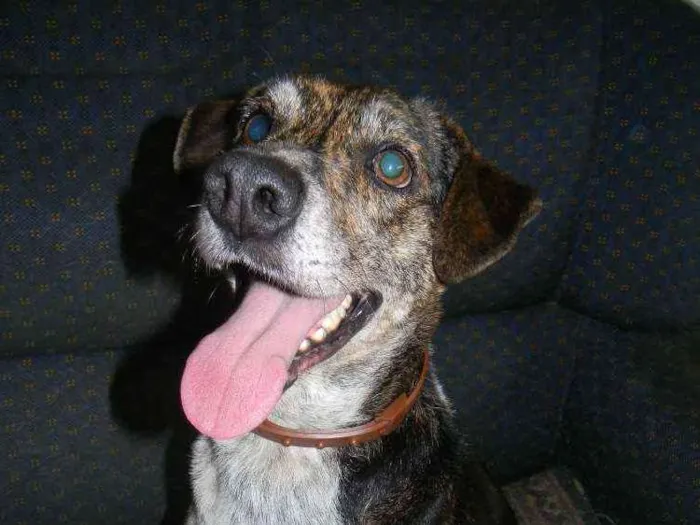 Cachorro ra a Srd idade 4 anos nome Esmeralda
