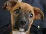 Cachorro ra a Boxer com Border Collie idade 2 a 6 meses nome LUNA