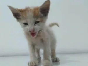 Gato raça Não definida idade Abaixo de 2 meses nome Fofuxo