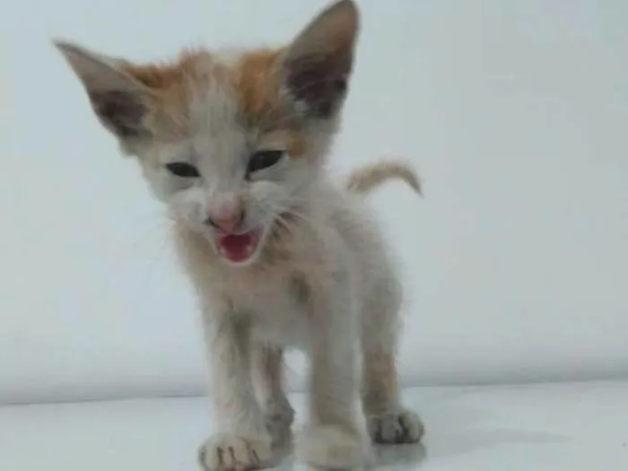 Gato ra a Não definida idade Abaixo de 2 meses nome Fofuxo