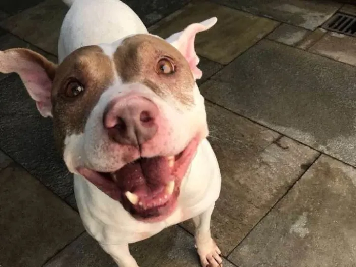 Cachorro ra a Pit bull idade 5 anos nome Vida