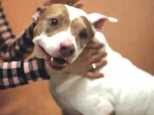 Cachorro raça Pit bull idade 5 anos nome Vida