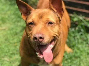 Cachorro raça Mix de Pit bull idade 5 anos nome Hulk