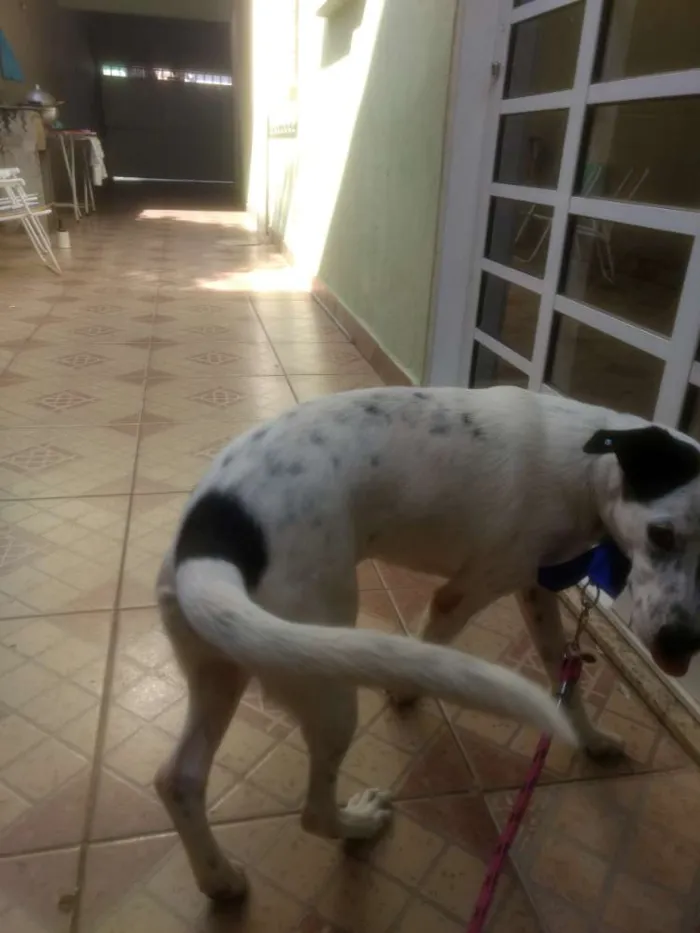 Cachorro ra a Sem raça definida idade 1 ano nome Pandora