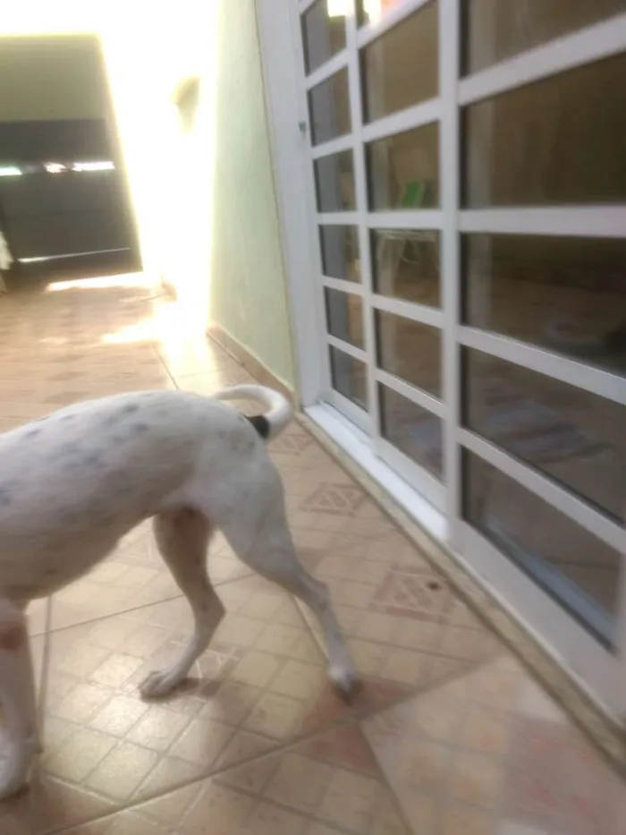 Cachorro ra a Sem raça definida idade 1 ano nome Pandora