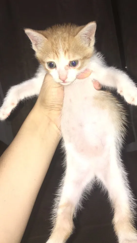Gato ra a Não tenho o conhecimento da ra idade Abaixo de 2 meses nome Duda