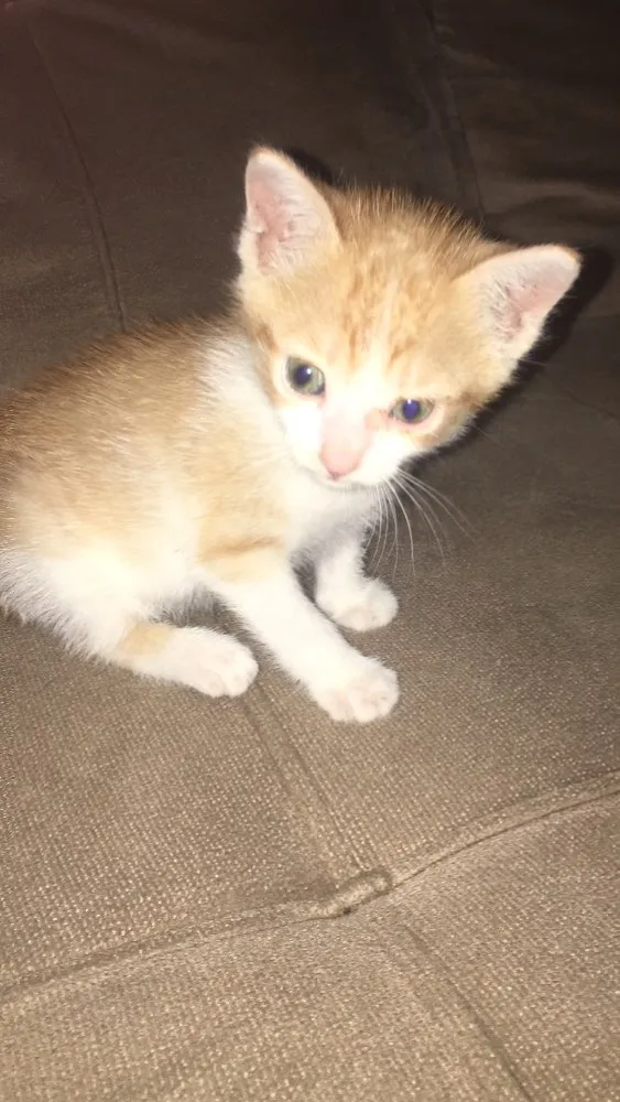 Gato ra a Não tenho o conhecimento da ra idade Abaixo de 2 meses nome Duda