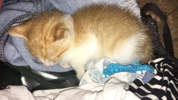 Gato ra a Não tenho o conhecimento da ra idade Abaixo de 2 meses nome Duda