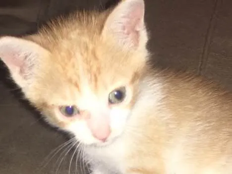 Gato ra a Não tenho o conhecimento da ra idade Abaixo de 2 meses nome Duda
