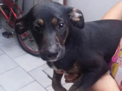 Cachorro raça Sem raça eso específica  idade 2 a 6 meses nome Nao tem nome