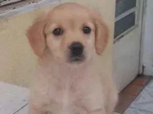 Cachorro raça não sei idade 2 a 6 meses nome Amora