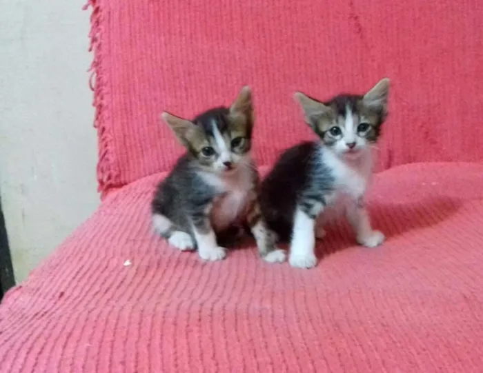 Gato ra a  idade Abaixo de 2 meses nome Sem Nome