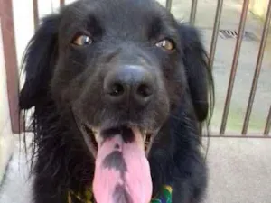 Cachorro raça vira lata+coker idade 5 anos nome Marley