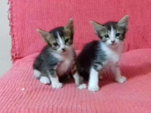 Gato raça  idade Abaixo de 2 meses nome Sem Nome