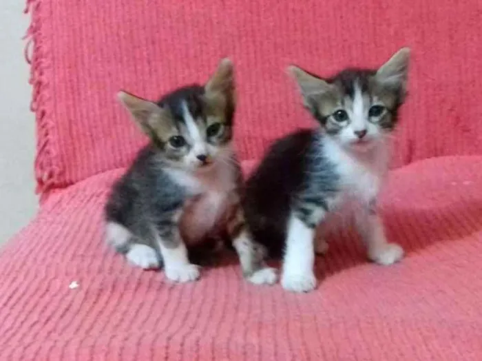 Gato ra a  idade Abaixo de 2 meses nome Sem Nome