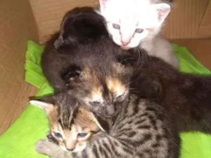 Gato raça  idade Abaixo de 2 meses nome Nena, tigra,