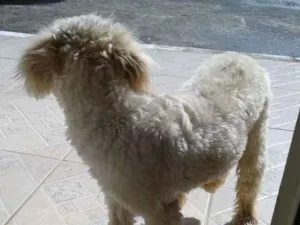 Cachorro raça Poodlr idade 2 anos nome Não sei