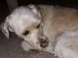 Cachorro raça Indefinida  idade 4 anos nome Peludinho 
