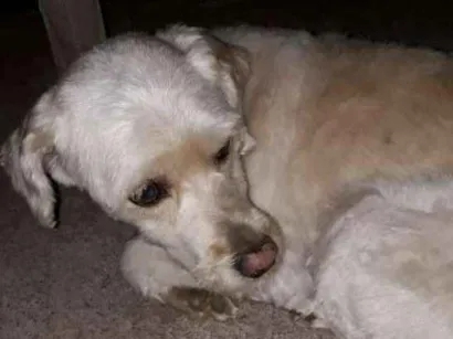 Cachorro raça Indefinida  idade 4 anos nome Peludinho 