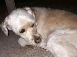 Cachorro raça Indefinida  idade 4 anos nome Peludinho 