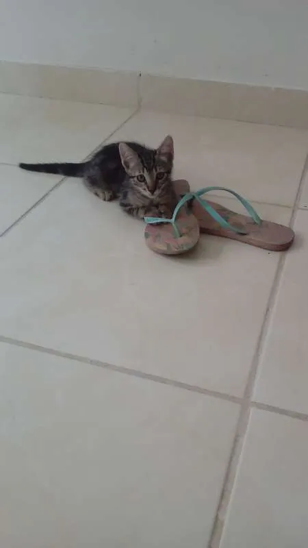 Gato raça VIRA LATA idade 2 a 6 meses nome SEM NOME