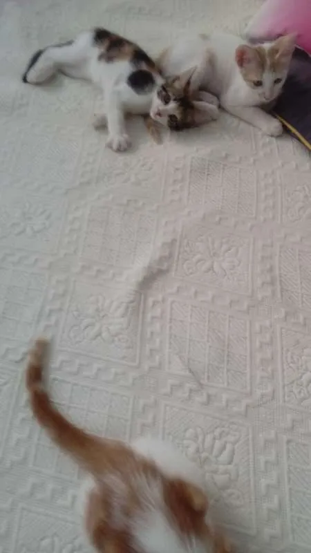 Gato raça VIRA LATA idade 2 a 6 meses nome SEM NOME