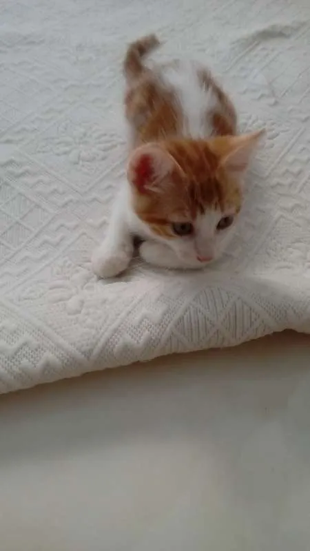 Gato raça VIRA LATA idade 2 a 6 meses nome SEM NOME