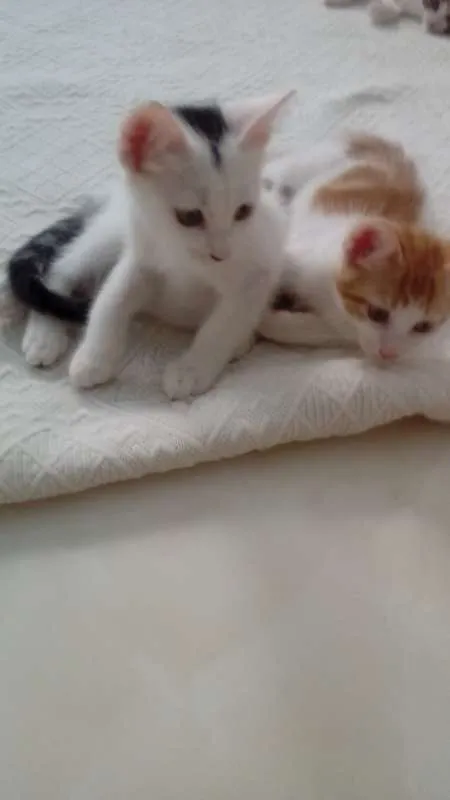 Gato raça VIRA LATA idade 2 a 6 meses nome SEM NOME