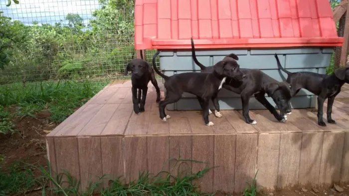 Cachorro ra a PREDOMINÂNCIA DE VIRA-LATA idade 2 a 6 meses nome SEM NOME