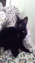 Pantera