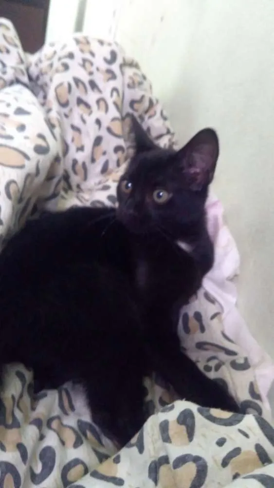 Gato raça Não sei idade 2 a 6 meses nome Pantera