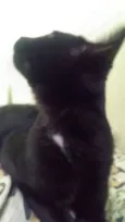 Pantera