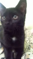 Pantera