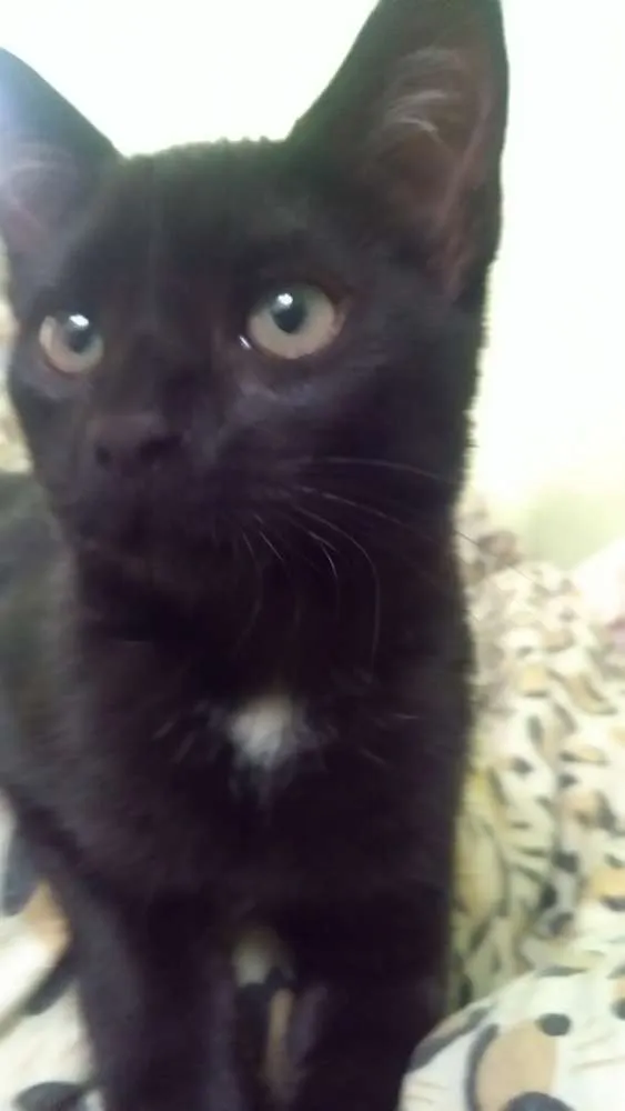 Gato raça Não sei idade 2 a 6 meses nome Pantera