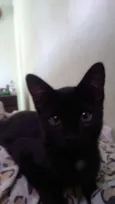 Pantera