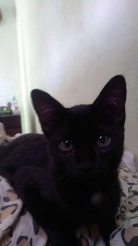 Gato raça Não sei idade 2 a 6 meses nome Pantera