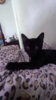 Pantera