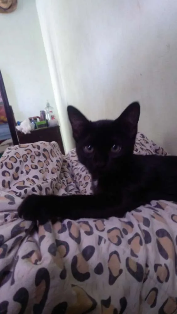 Gato raça Não sei idade 2 a 6 meses nome Pantera